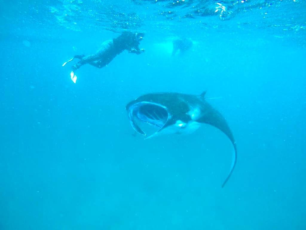 ホテル White Tern Maldives Maamigili エクステリア 写真