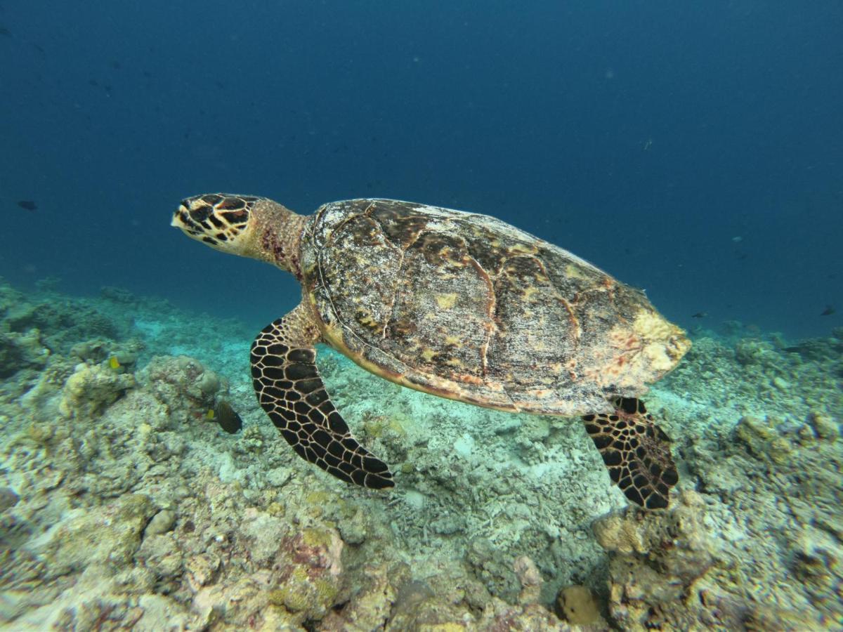 ホテル White Tern Maldives Maamigili エクステリア 写真