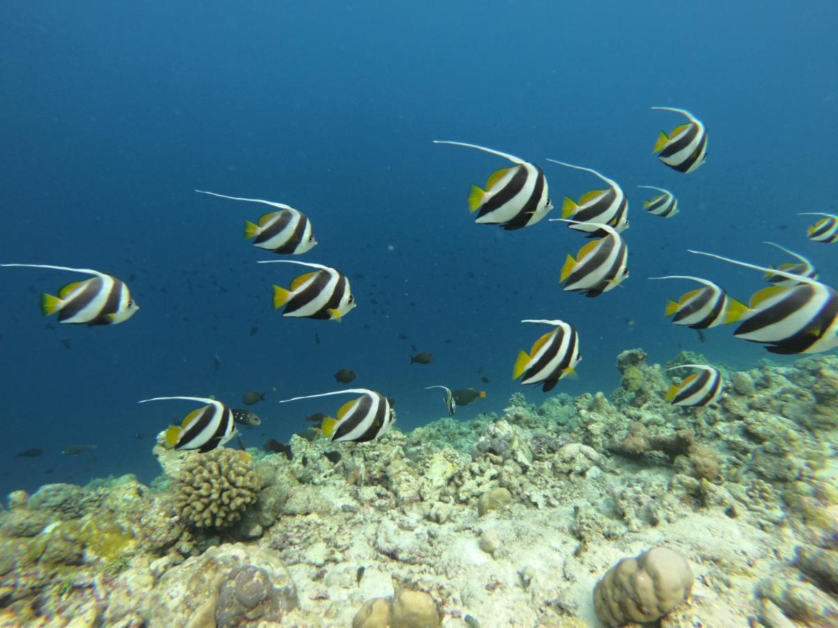 ホテル White Tern Maldives Maamigili エクステリア 写真