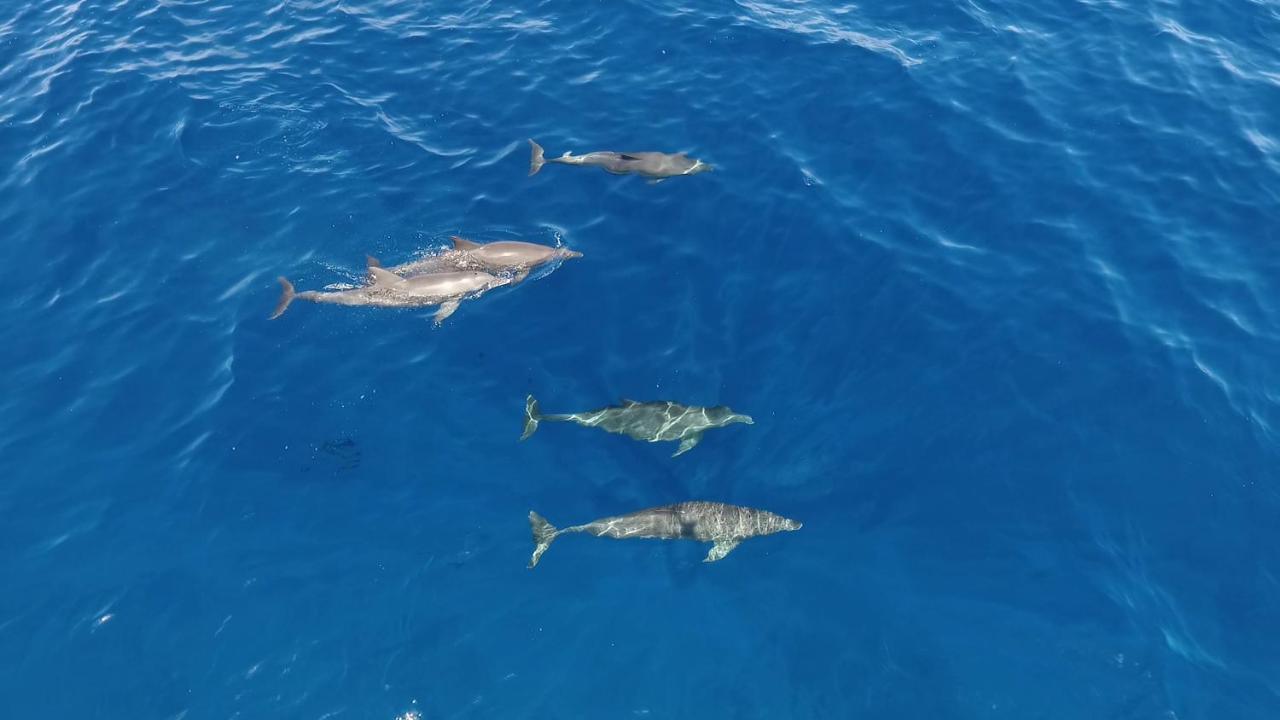 ホテル White Tern Maldives Maamigili エクステリア 写真